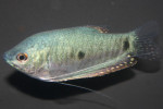 Blauwe Gourami